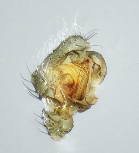 Agyneta mollis